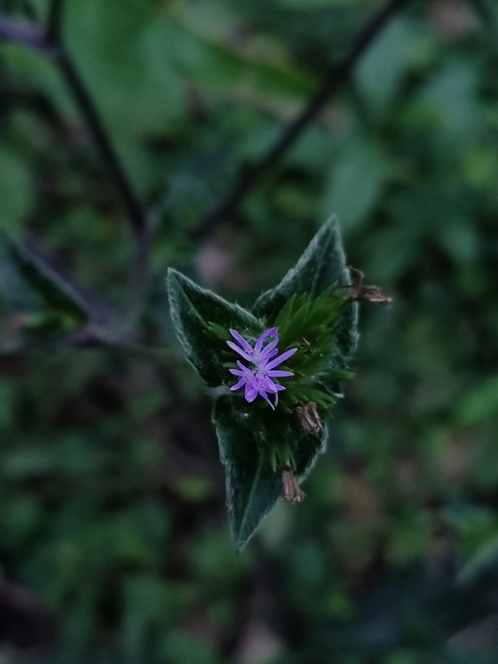 un piccolo fiore viola seduto in cima a una foglia verde