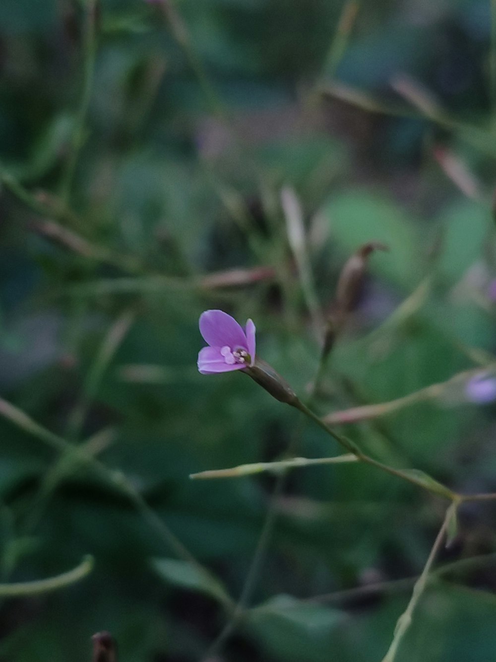 un piccolo fiore viola seduto in cima a una pianta verde