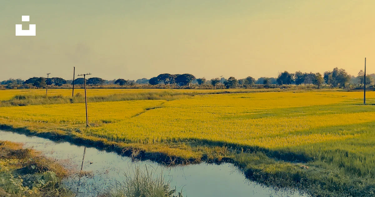 A grassy field with a stream running through it photo – Free ...