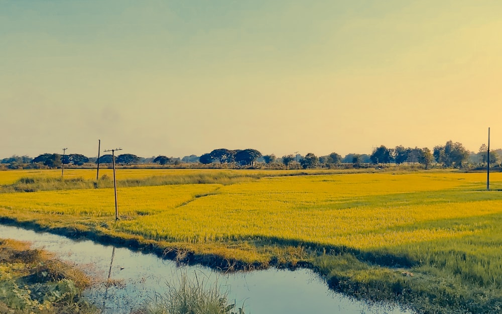 a grassy field with a stream running through it