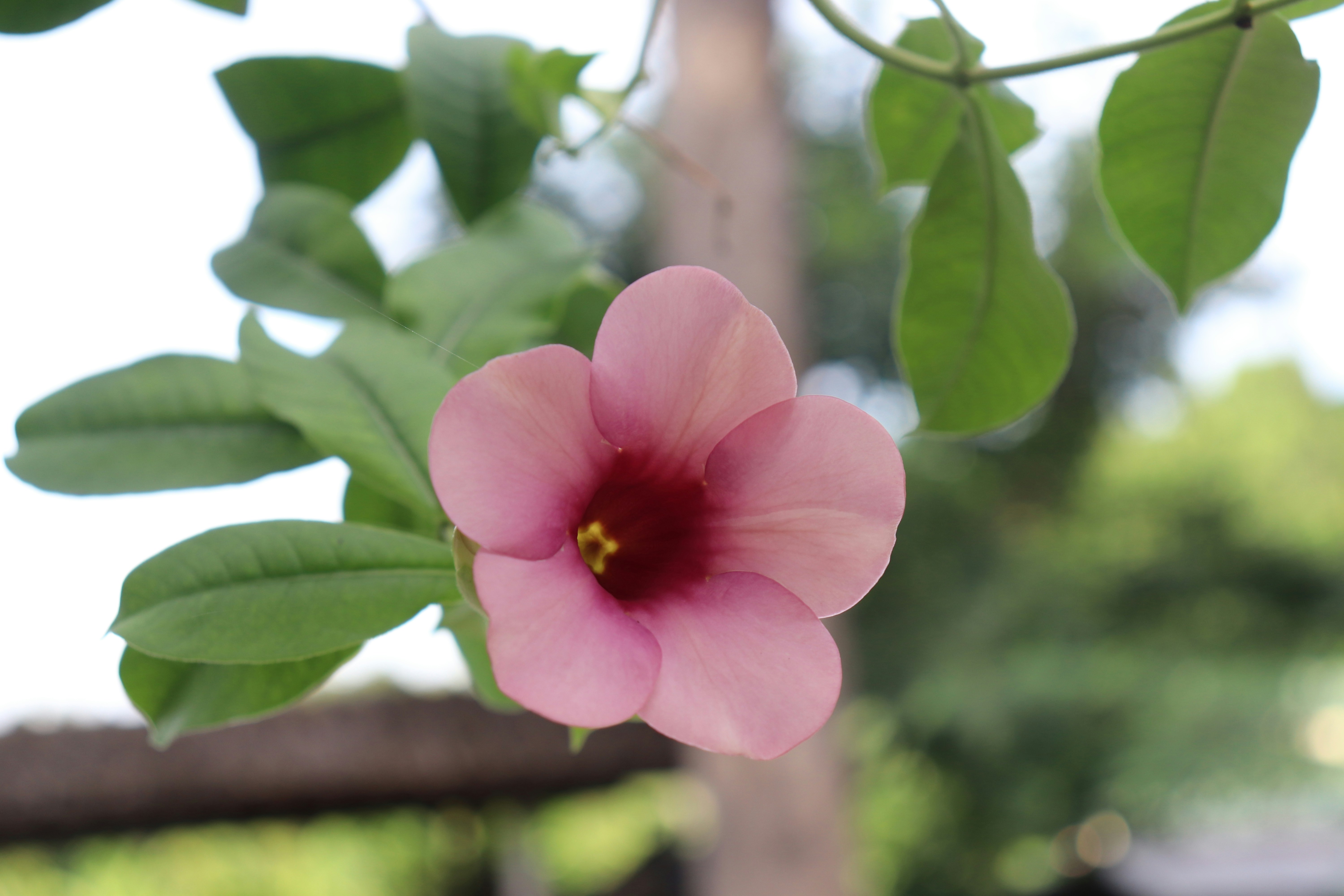 une fleur rose avec des feuilles vertes sur un arbre