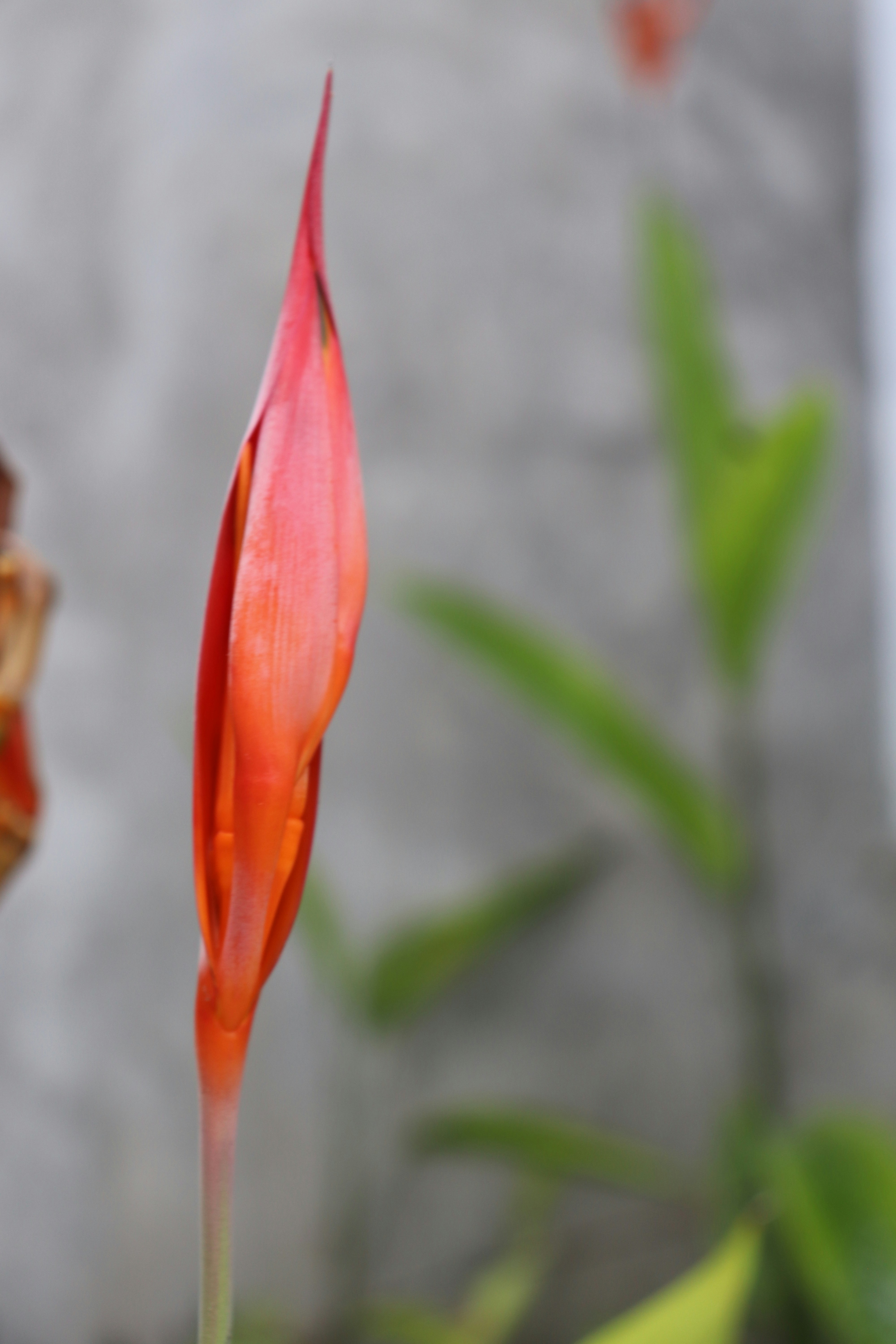 Nahaufnahme einer Blume mit verschwommenem Hintergrund