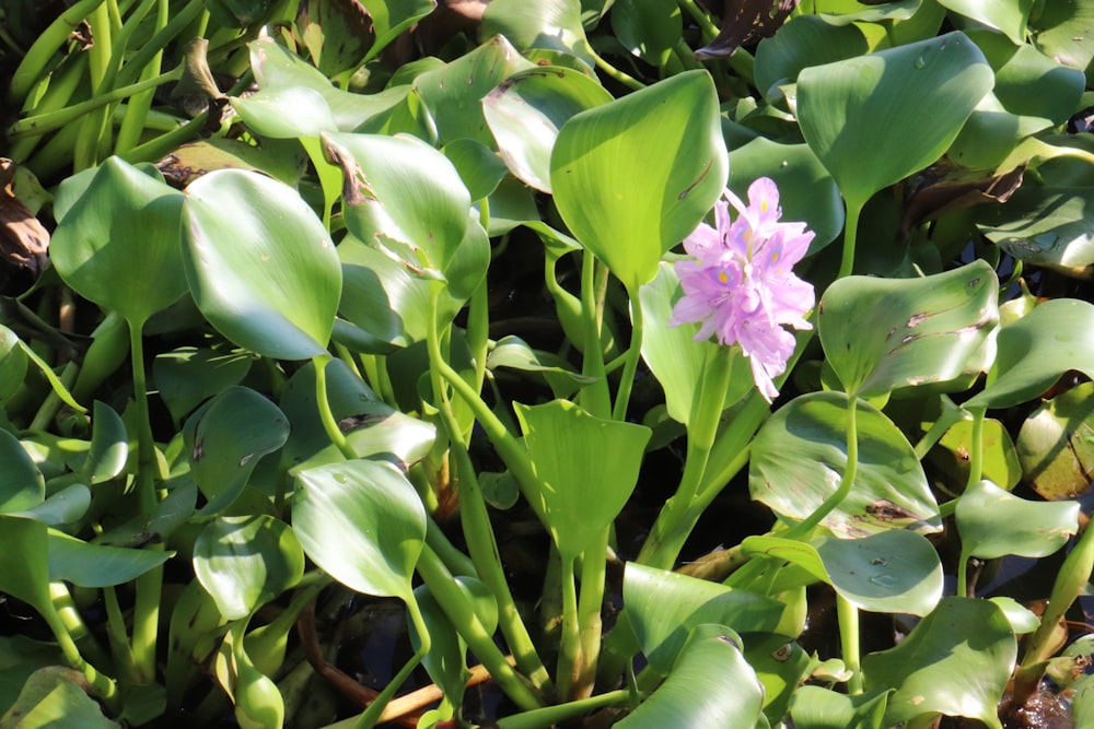 a pink flower is growing among green leaves