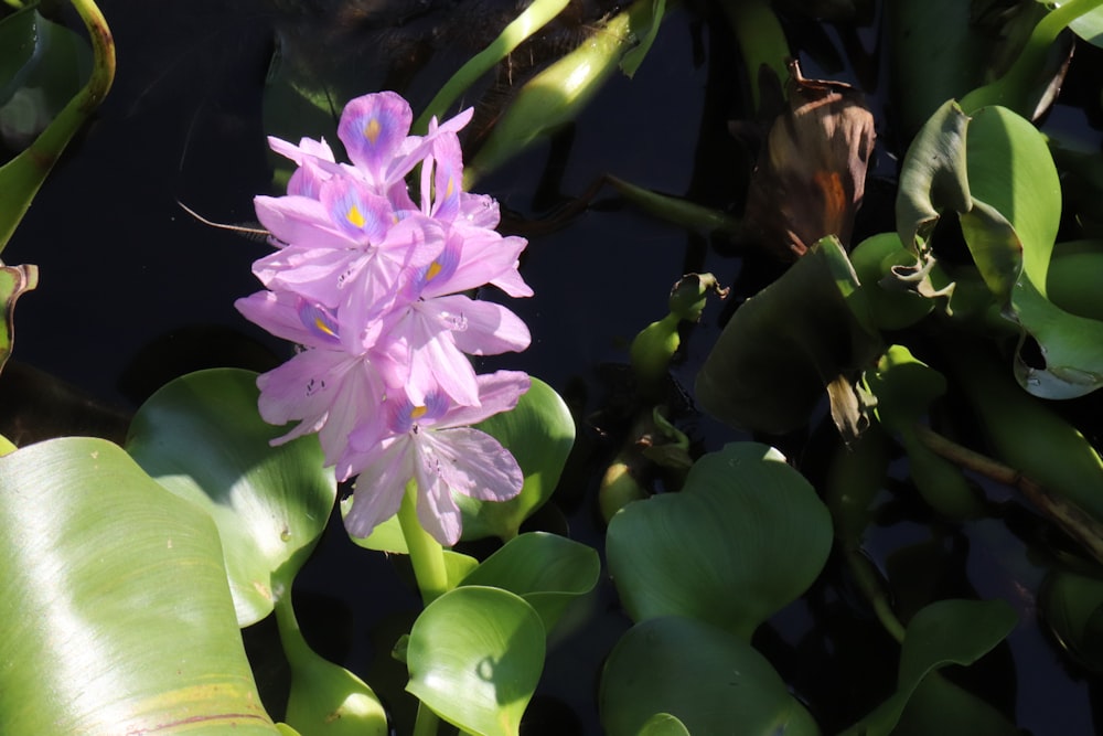 a purple flower sitting on top of a lush green plant