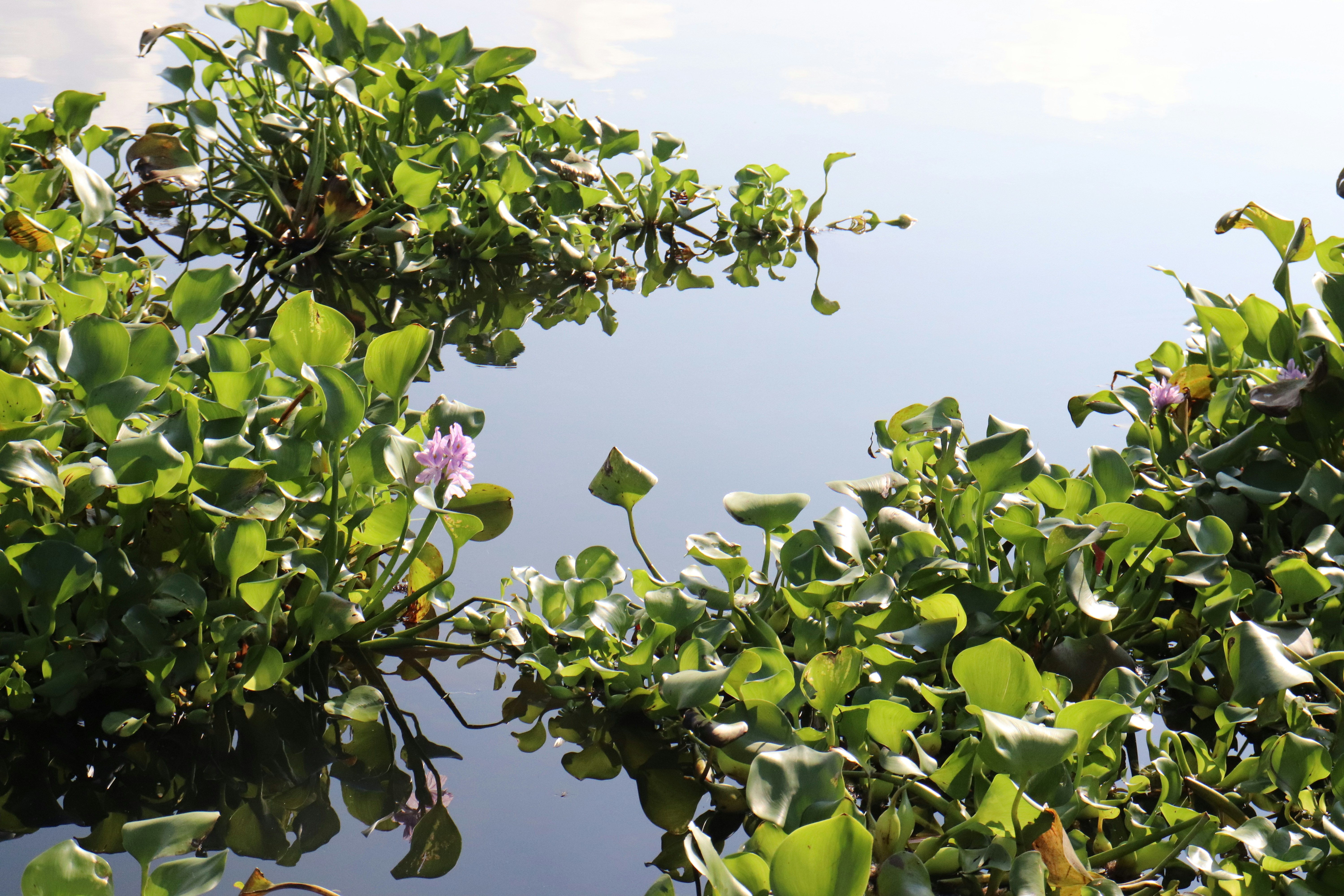 Water Hyacinth: The Aquatic Apocalypse (image credits: unsplash)