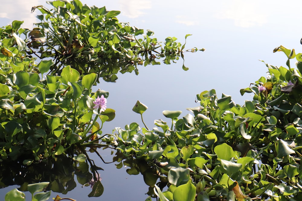 a group of green plants with water in the background