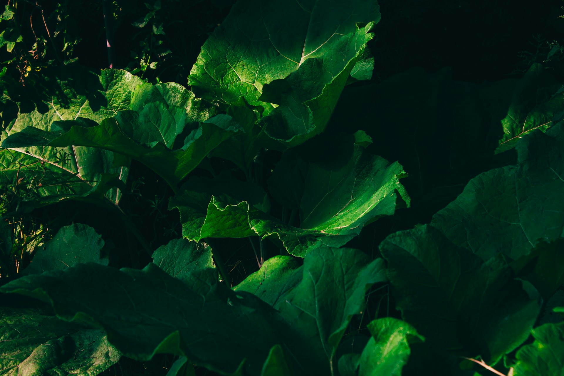 a close up of a green plant with leaves