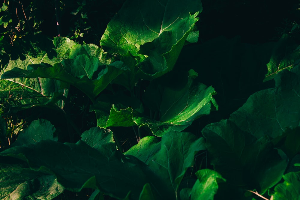 a close up of a green plant with leaves