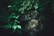 A cluster of large, rugged stones is partially hidden by dense, lush green foliage, creating a mysterious and secluded atmosphere.