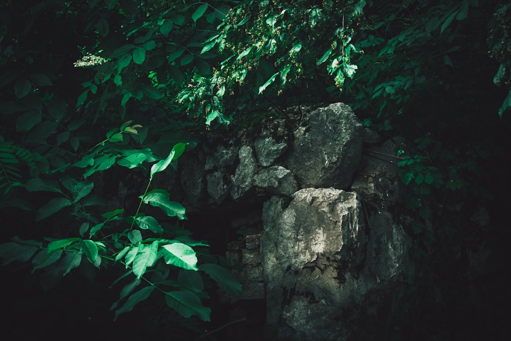 a large rock surrounded by green leaves