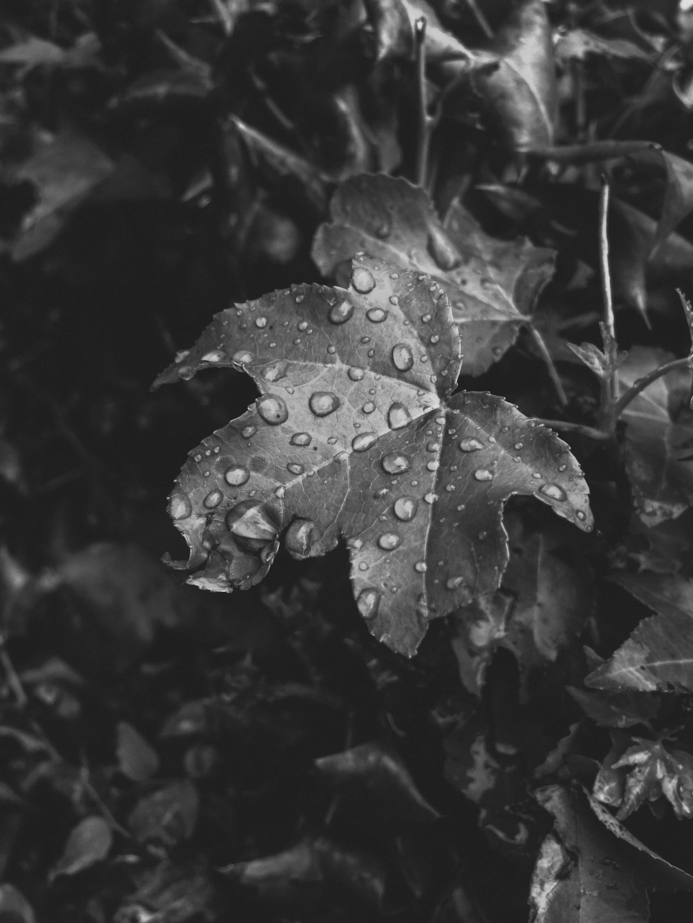 a black and white photo of a leaf with water droplets on it