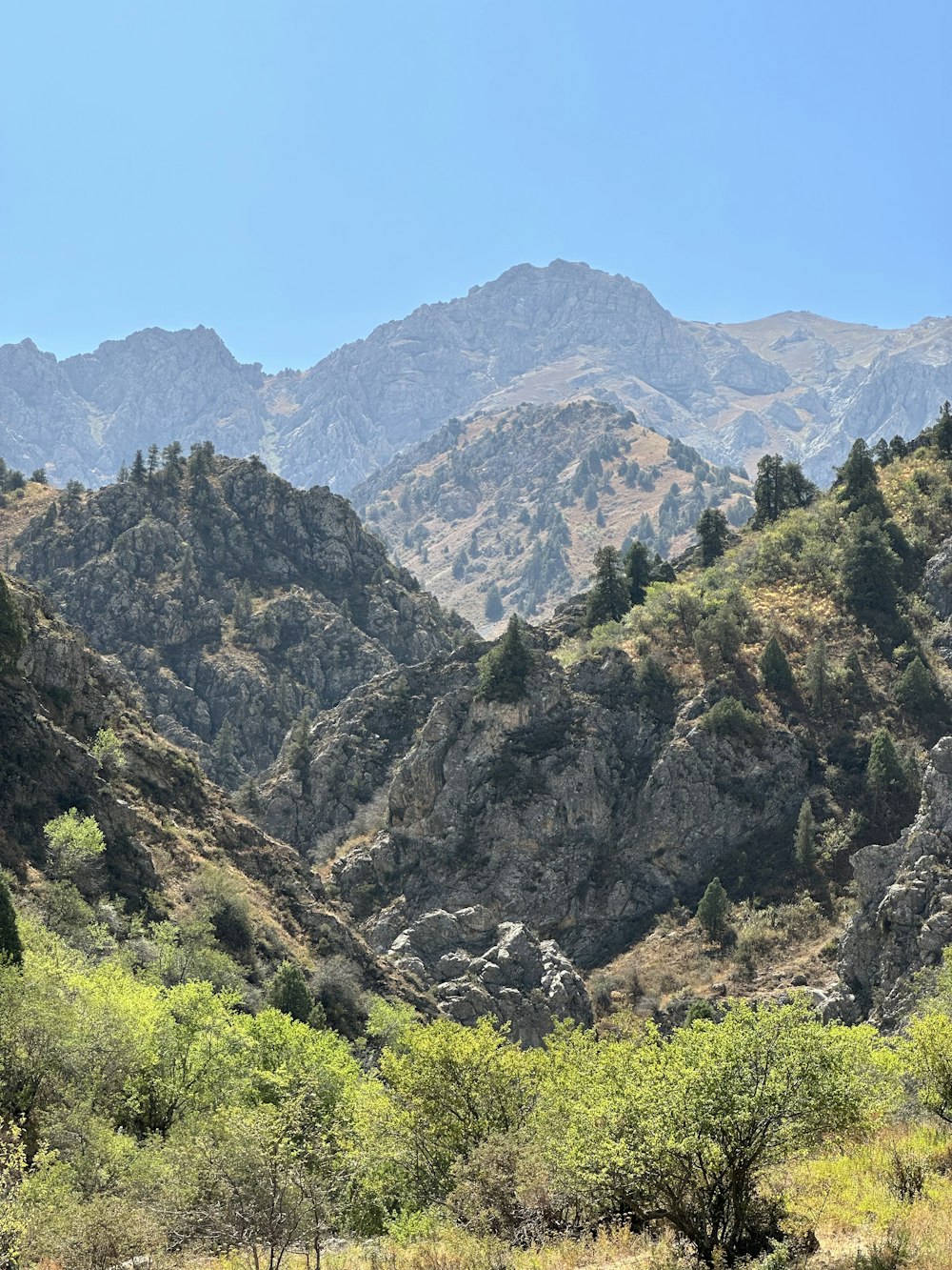 a herd of animals grazing on a lush green hillside