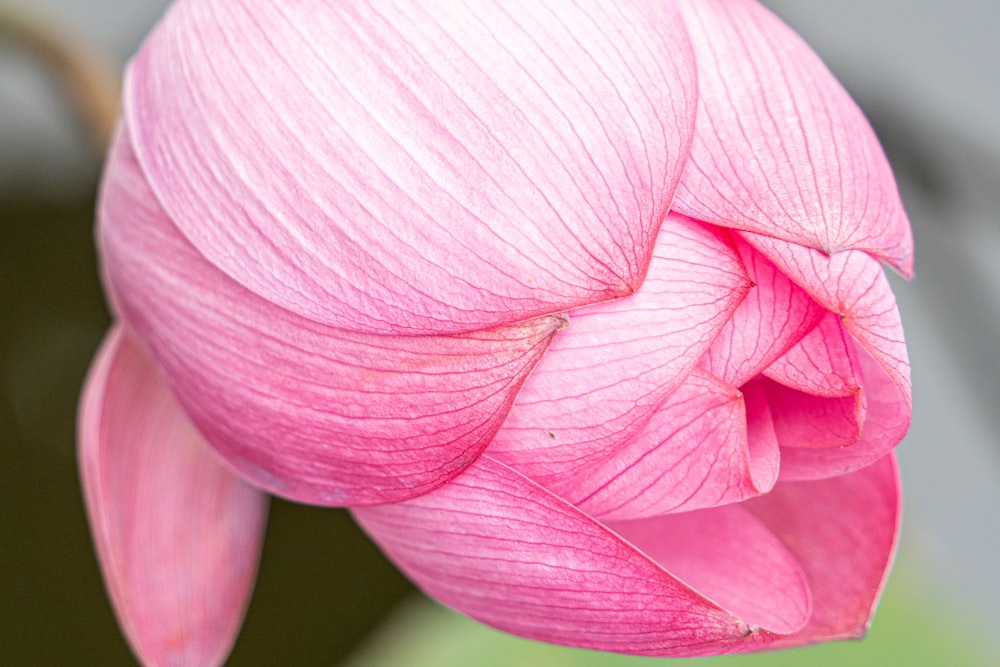a close up of a pink flower with a green background