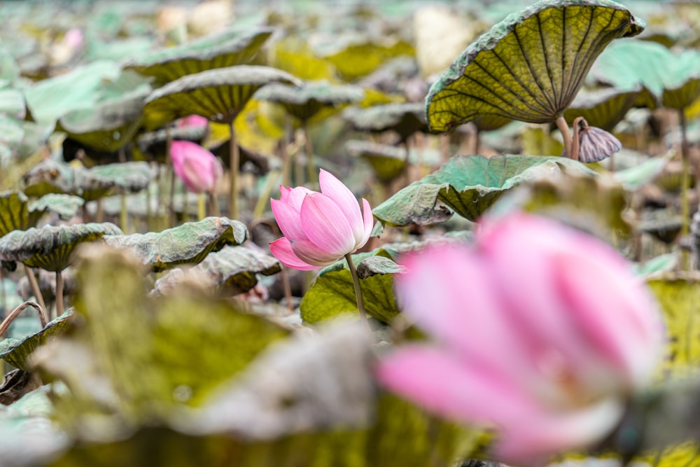 a field full of pink flowers and green leaves