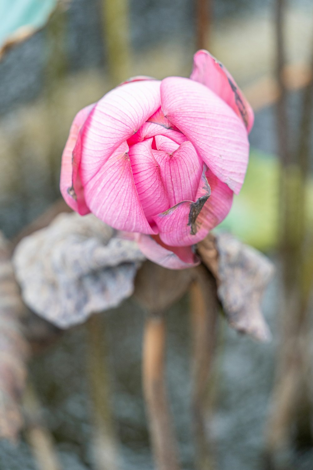 a pink flower that is on a branch