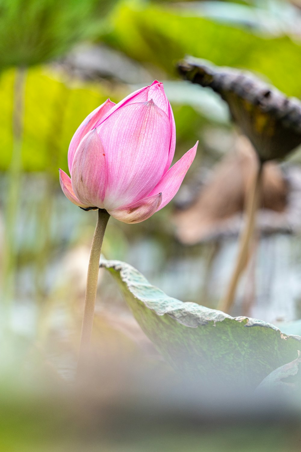 a pink flower is blooming in a pond