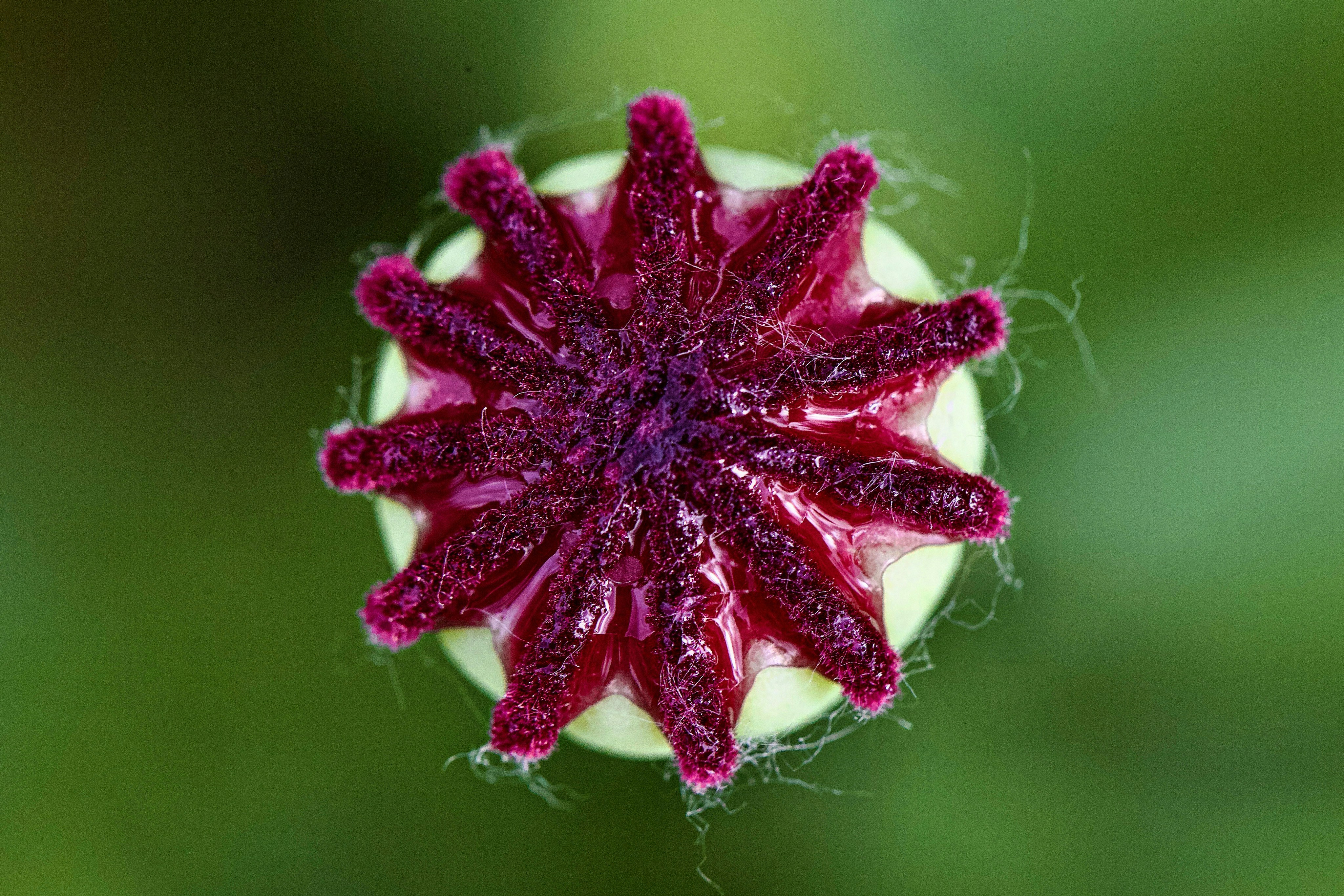 seed packets closeup
