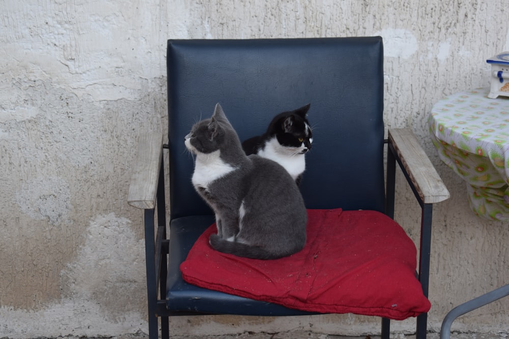 um gato preto e branco sentado em cima de uma cadeira azul