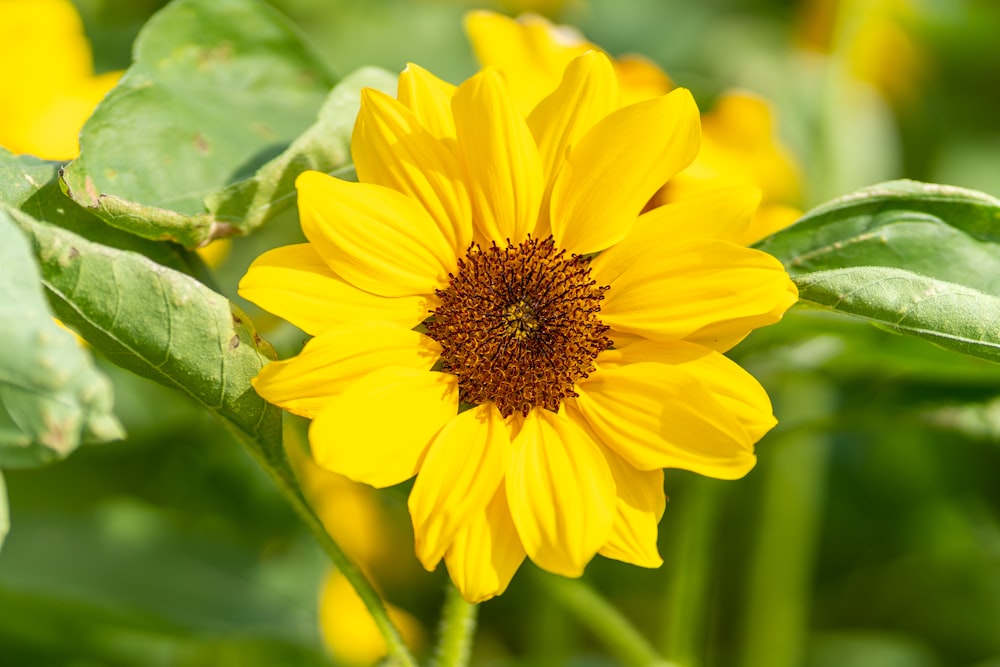 a yellow flower with a brown center surrounded by green leaves