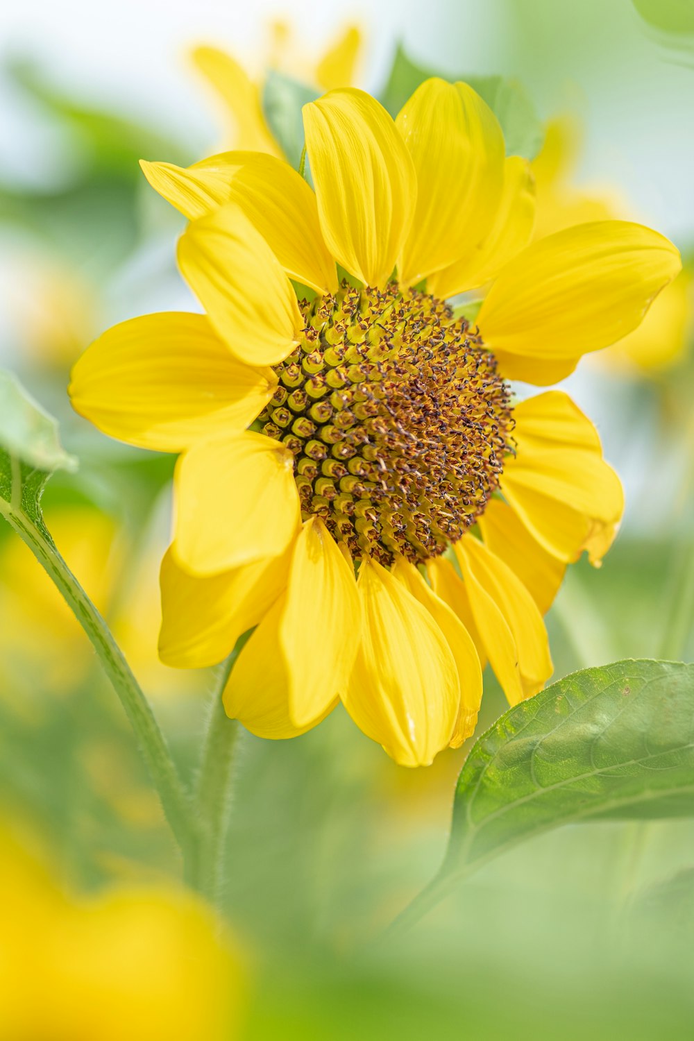 a yellow sunflower with green leaves in the background