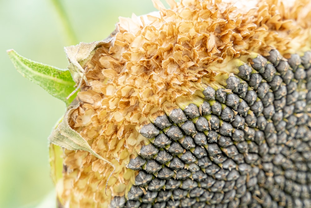 a close up of a sunflower with a green background