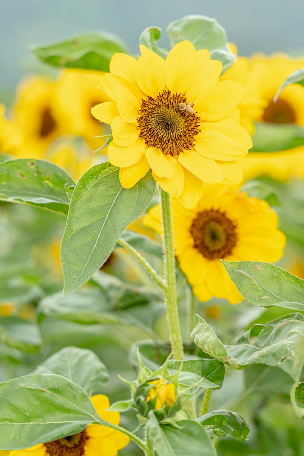 a field of yellow sunflowers with green leaves