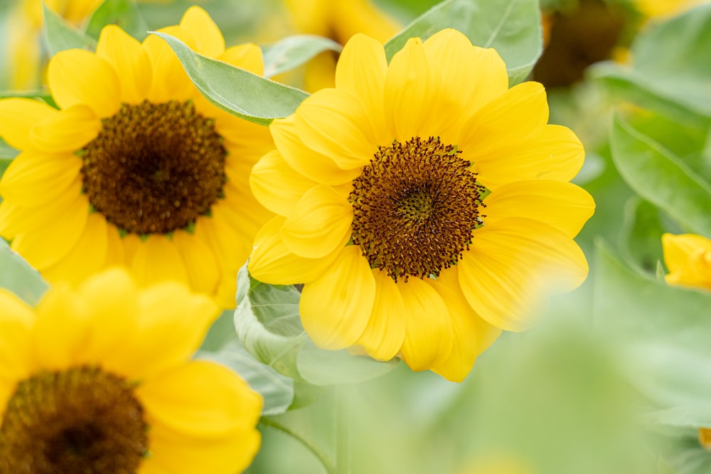 a group of yellow sunflowers with green leaves