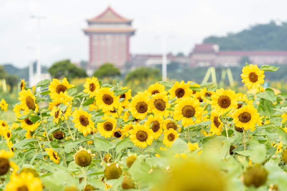 a field of sunflowers with a building in the background