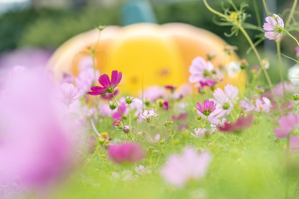 a field of flowers with a yellow umbrella in the background