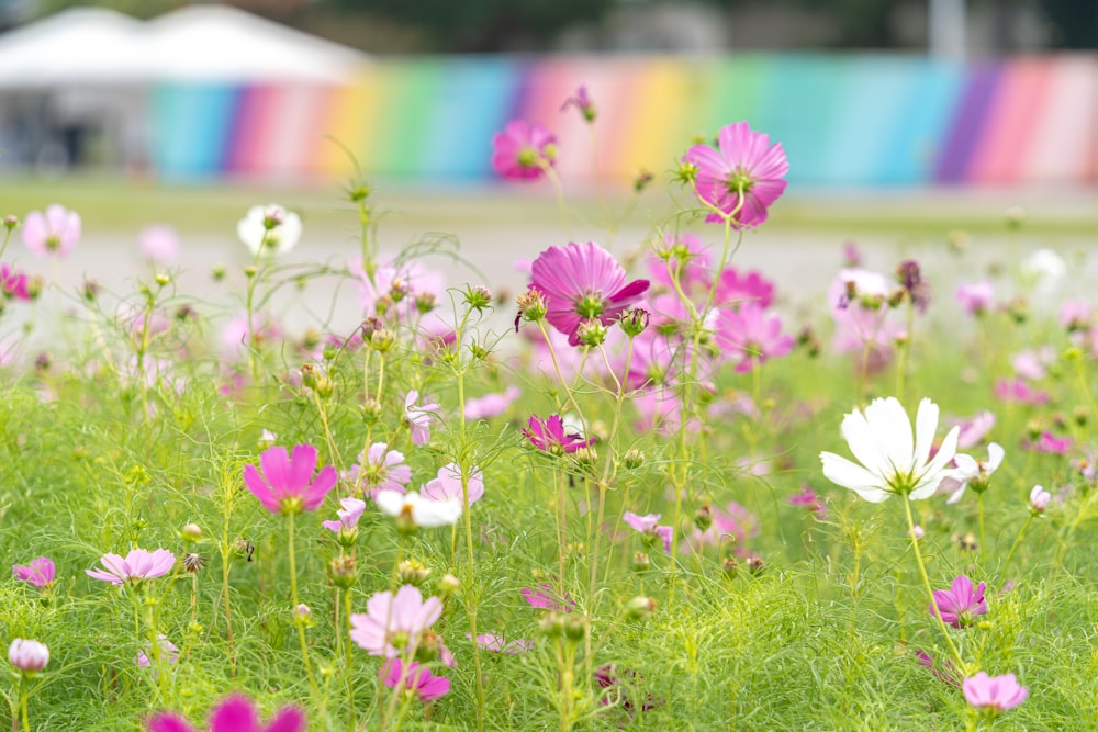 a field full of pink and white flowers