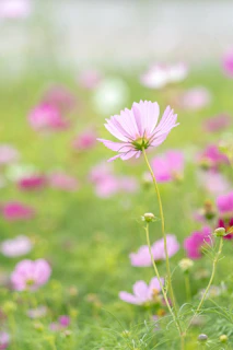 Delicate pink cosmos flowers swaying gently with a butterfly perched on a petal