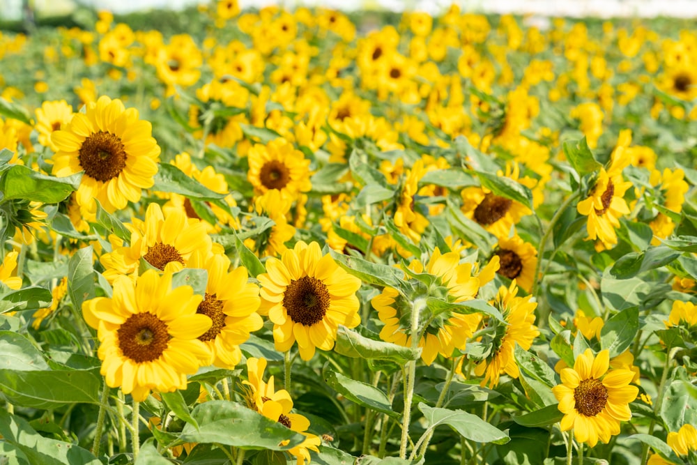 a large field of yellow sunflowers with green leaves
