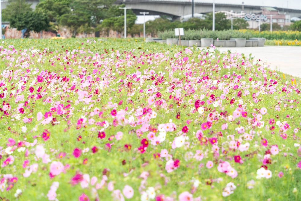 a field full of pink and white flowers