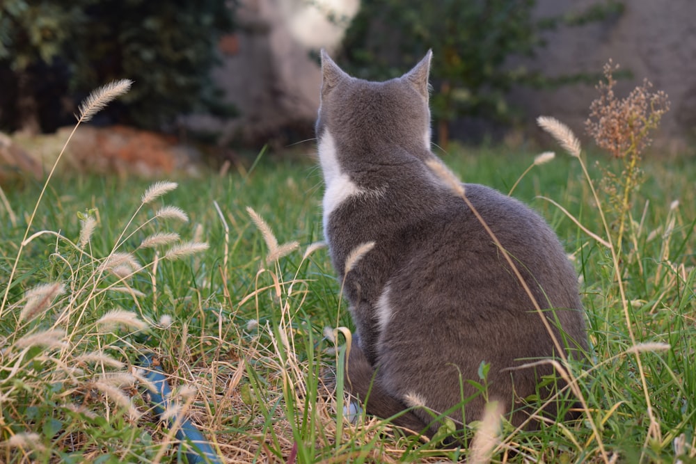 um gato cinza e branco sentado na grama