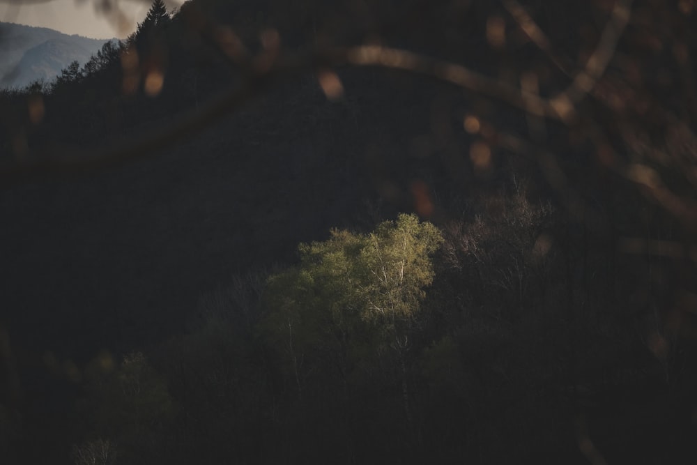 a view of a mountain with trees in the foreground