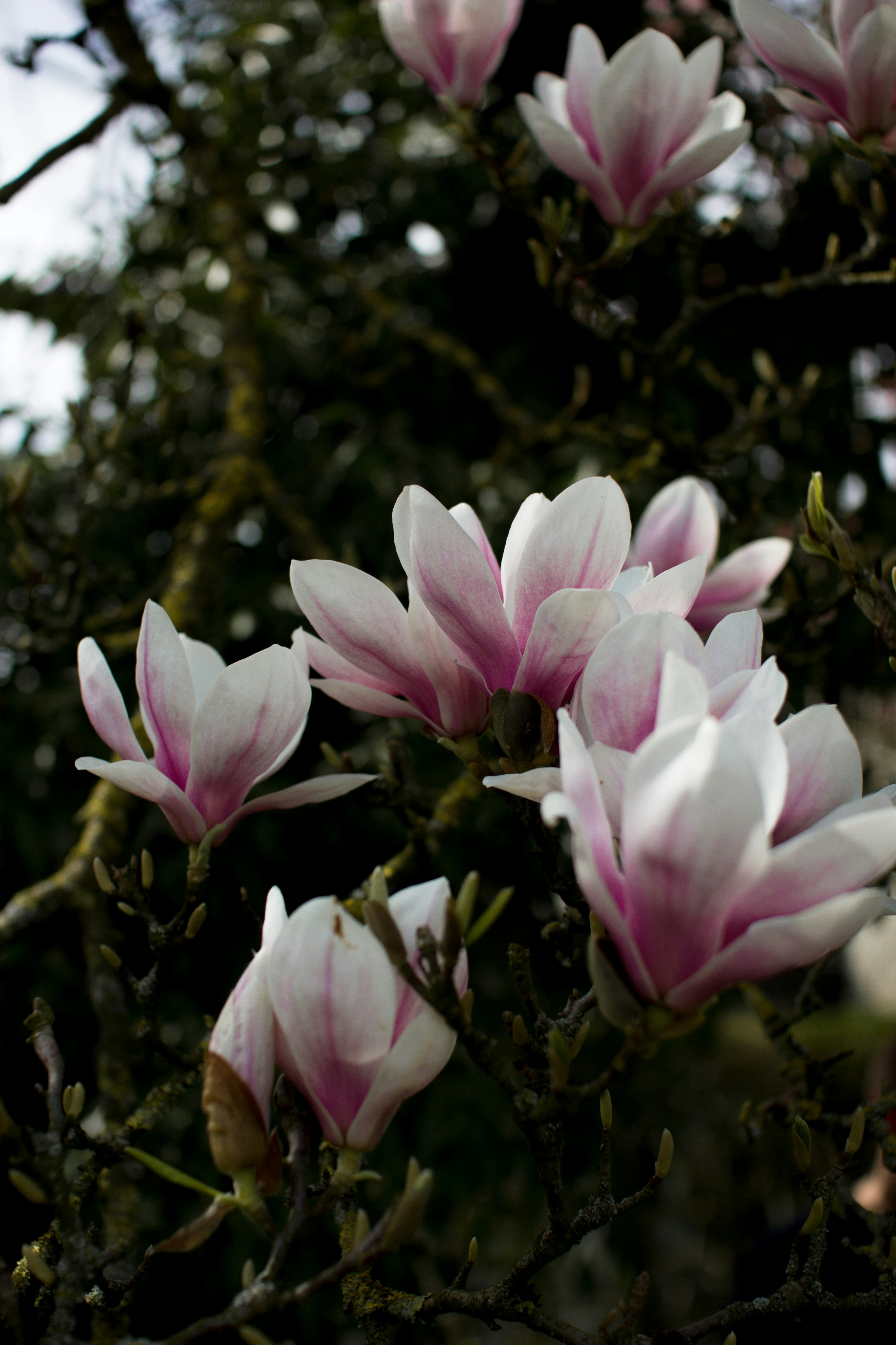 Photo by manon_lince