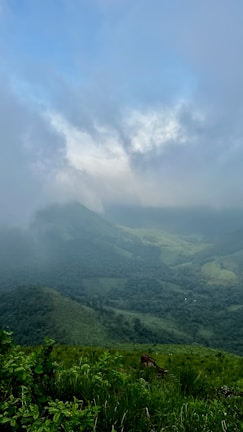 A morning view of rolling green hills shrouded in mist near Shimla.