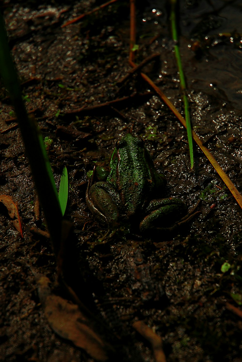 a green frog sitting on the ground next to water
