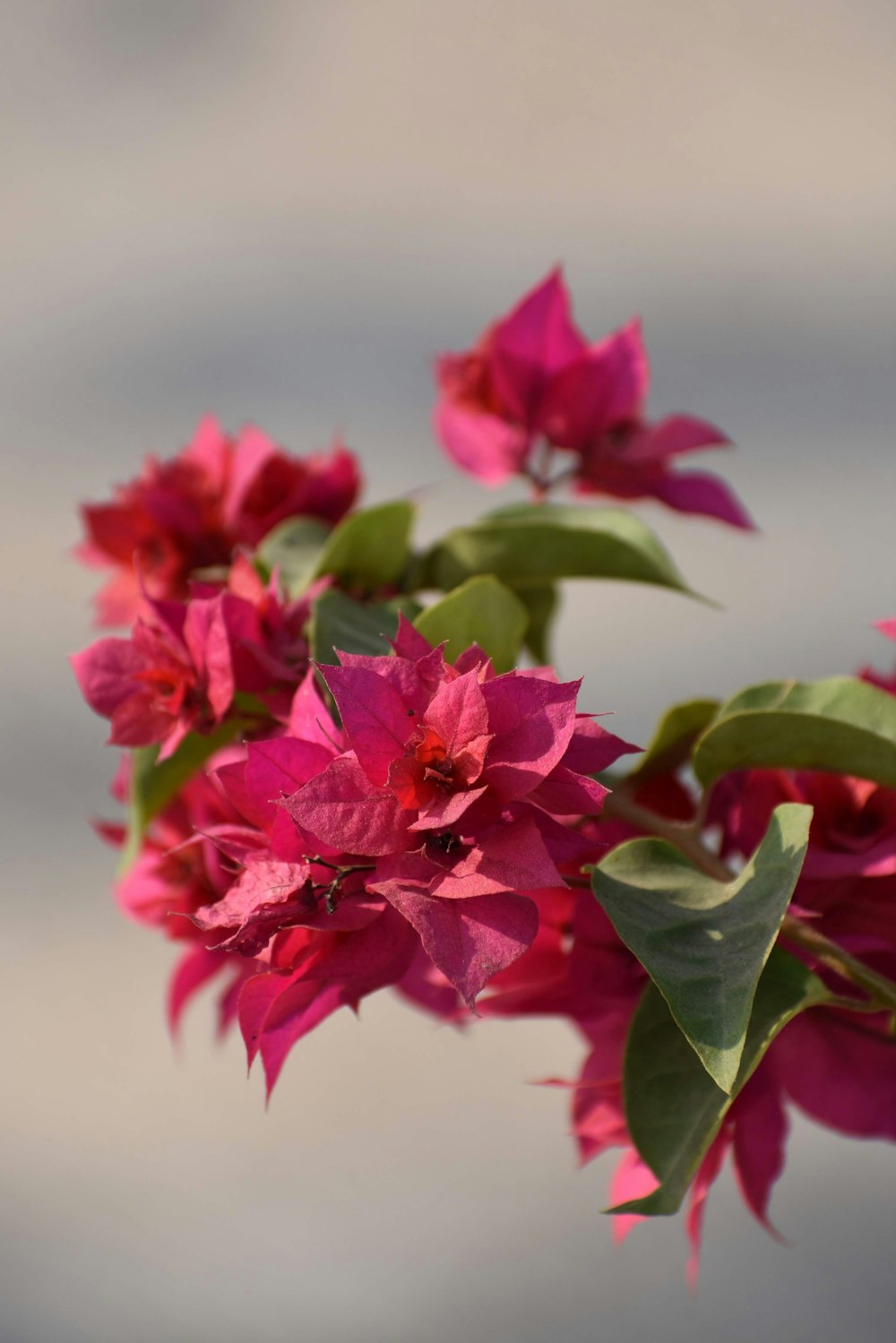 a branch of pink flowers with green leaves