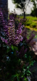 Close-up photo of vibrant green basil leaves sprouting in an urban garden setting