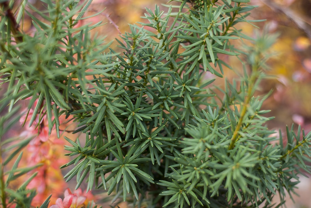 a close up of a tree with green leaves