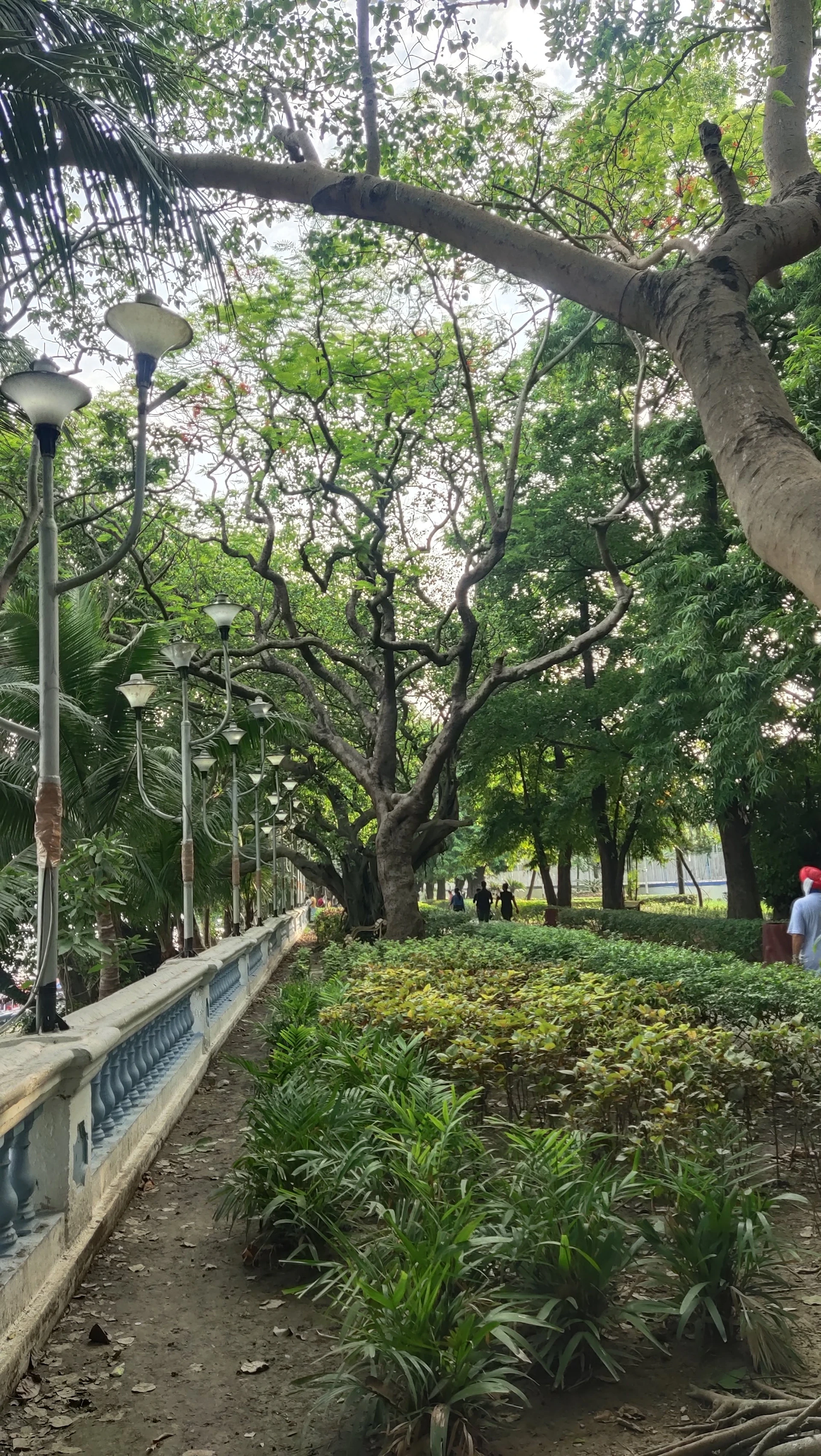 A tree-lined walkway through a green Kolkata park