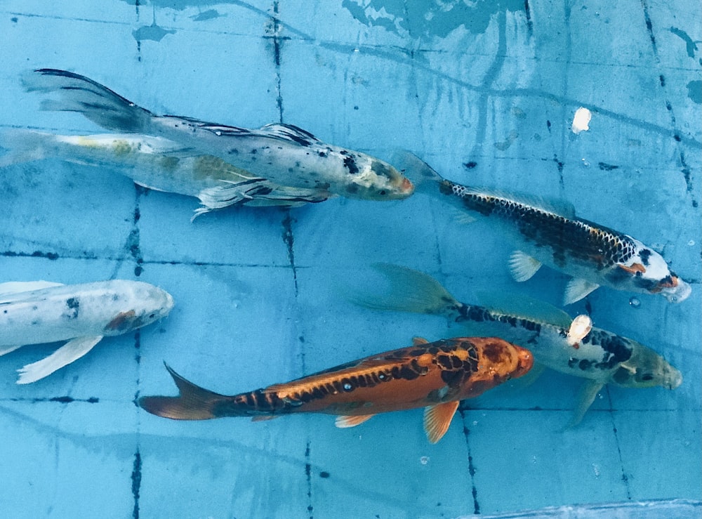 un gruppo di pesci che nuotano in una piscina