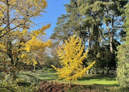 A vibrant autumn landscape showcasing colorful trees and well-maintained lawns.