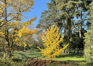 A vibrant photo of a team planting trees in a community park.
