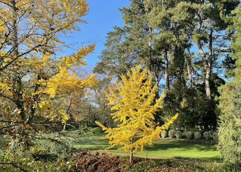 Volunteers planting trees in a vibrant neighborhood park