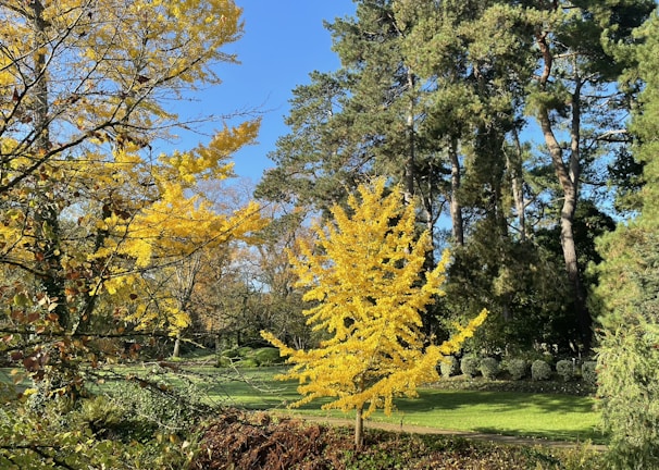 A vibrant fall-themed landscape showcasing colorful trees and well-maintained lawns.