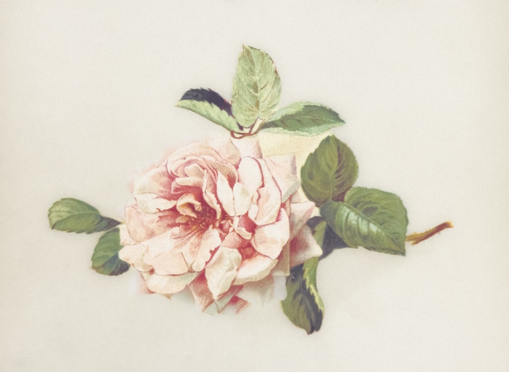 a pink rose with green leaves on a white background