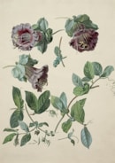 Close-up of a colorful botanical illustration with intricate leaf patterns