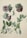 A botanical illustration featuring detailed depictions of leaves and flowers. The flowers are large and bell-shaped, with a combination of purple, pink, and green hues. Various leafy branches are intricately presented, showcasing the fine veins and natural bends of the leaves.